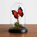 Salamis anteva Natural History Dome 4x6 inches