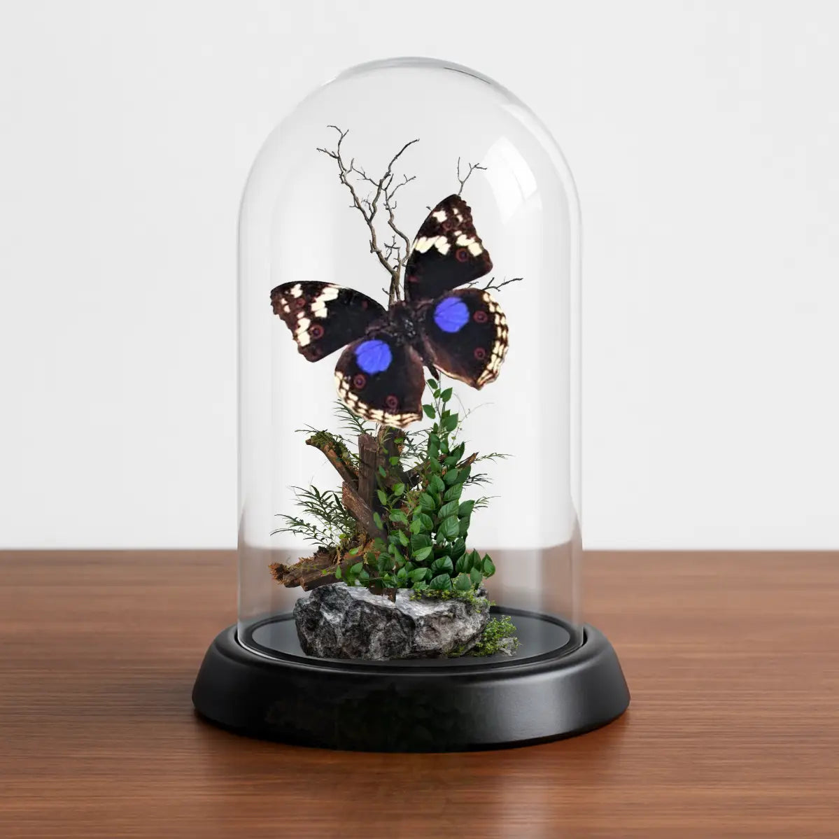 Precis clelia Natural History Dome 4x6 inches