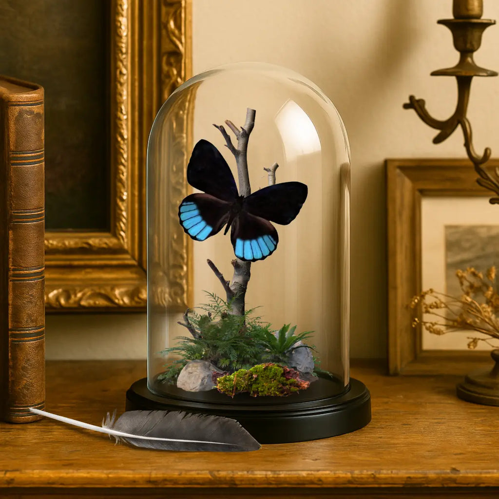 Eunica norica Natural History Dome 4x6 inches