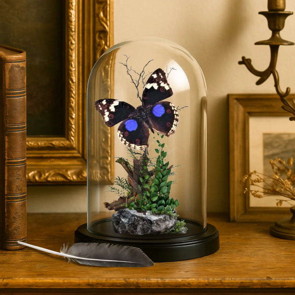 Precis clelia Natural History Dome 4x6 inches