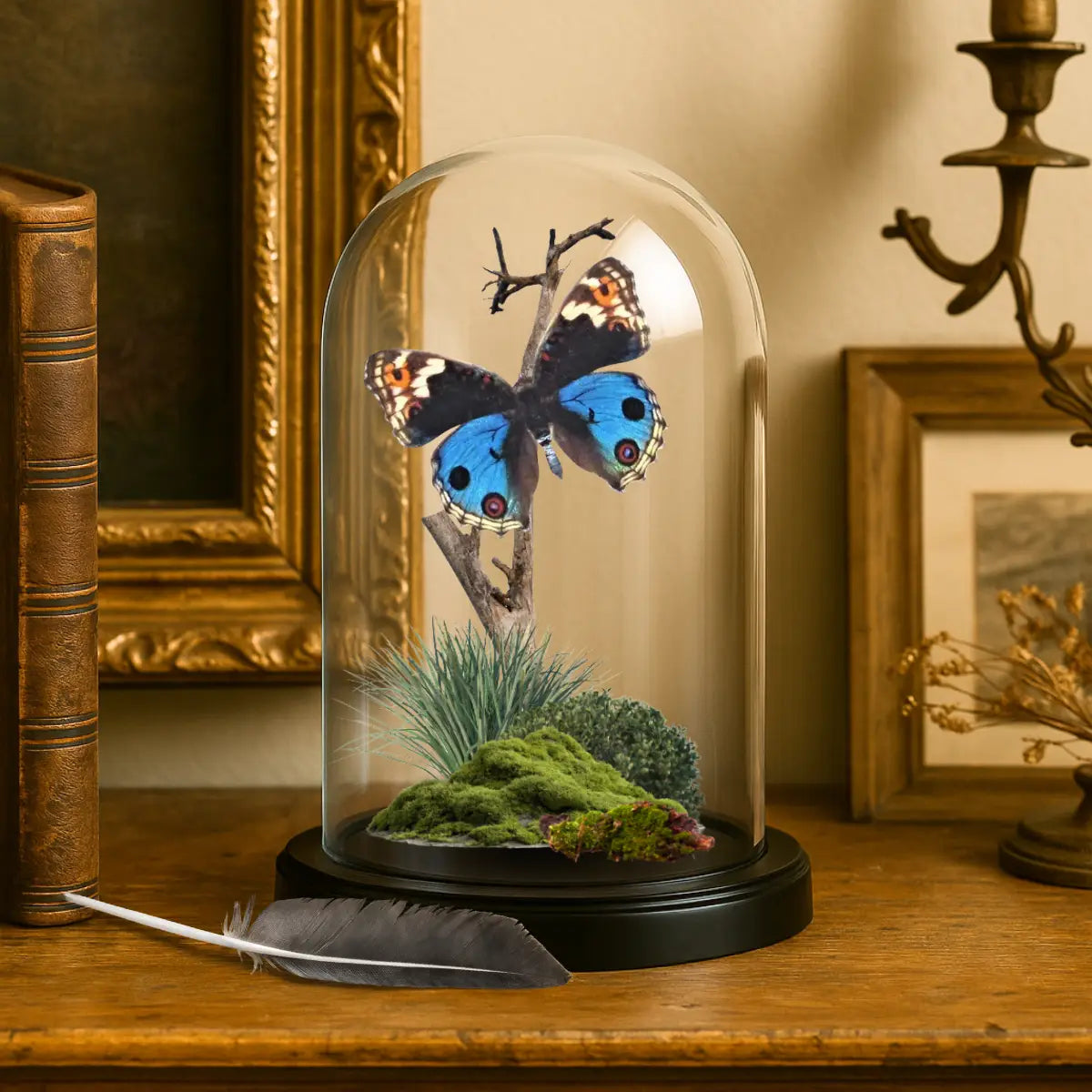 Junonia orithya Natural History Dome 4x6 inches
