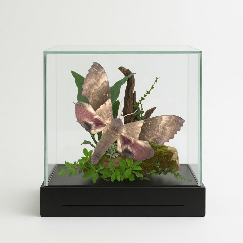 Pachysphinx modesta Moth Diorama – 6×6×6 Acrylic Display