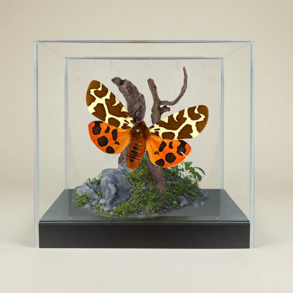 Arctia caja Moth Diorama – 6×6×6 Acrylic Display