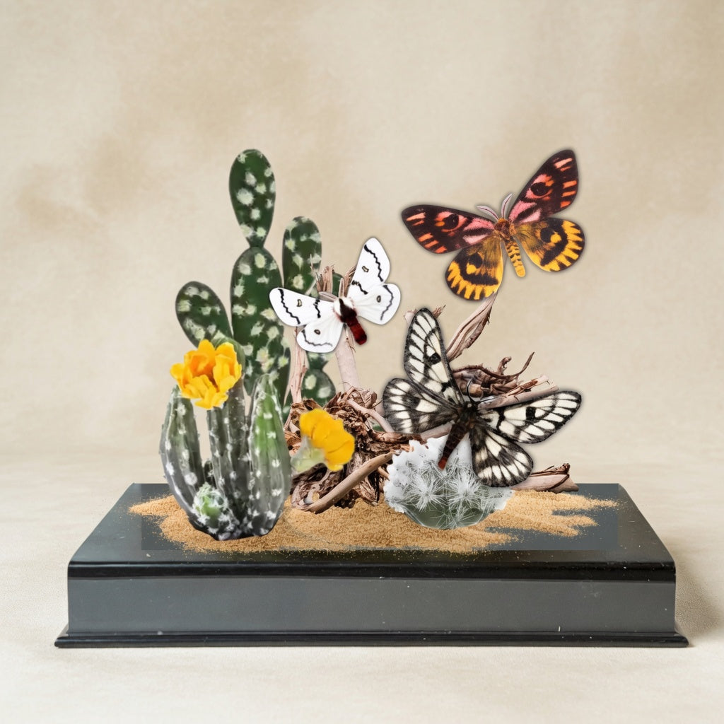 Hemileuca Desert Moth Trio Diorama – Natural History Display 6x8x6 Acrylic