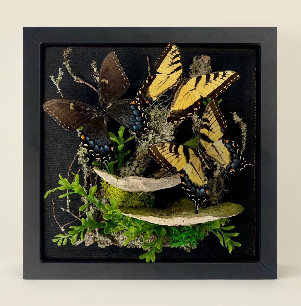 Papilio glaucus Tiger Swallowtail Diorama – Large Natural History Shadowbox Display 11x11x5