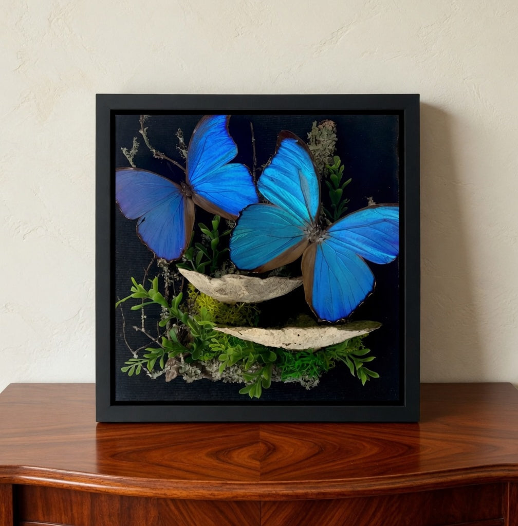 Morpho didius Blue Morpho Diorama – Large Natural History Shadowbox Display (Pair) 11x11x5