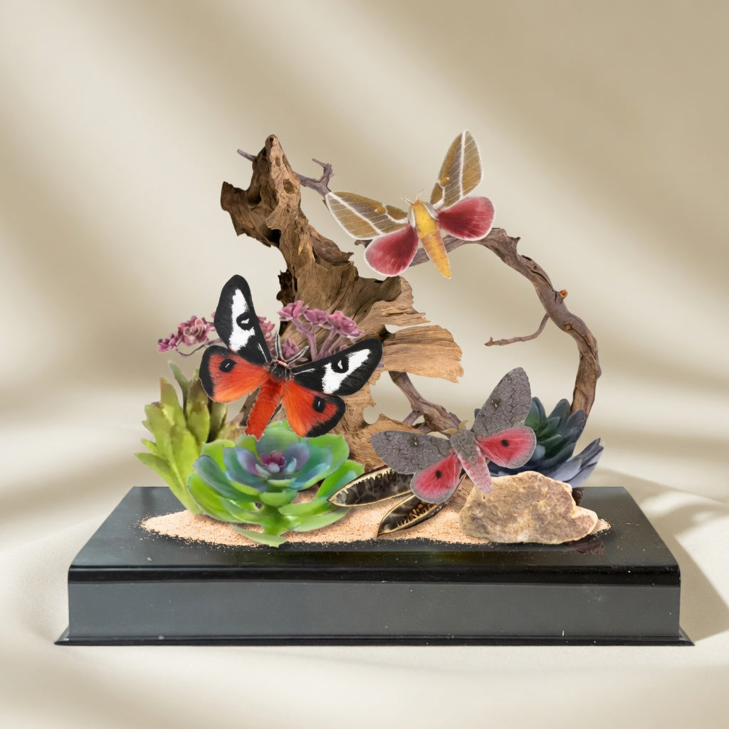 Sphingicampa & Hemileuca Desert Moth Trio Diorama – Natural History Display 6x8x6 Acrylic