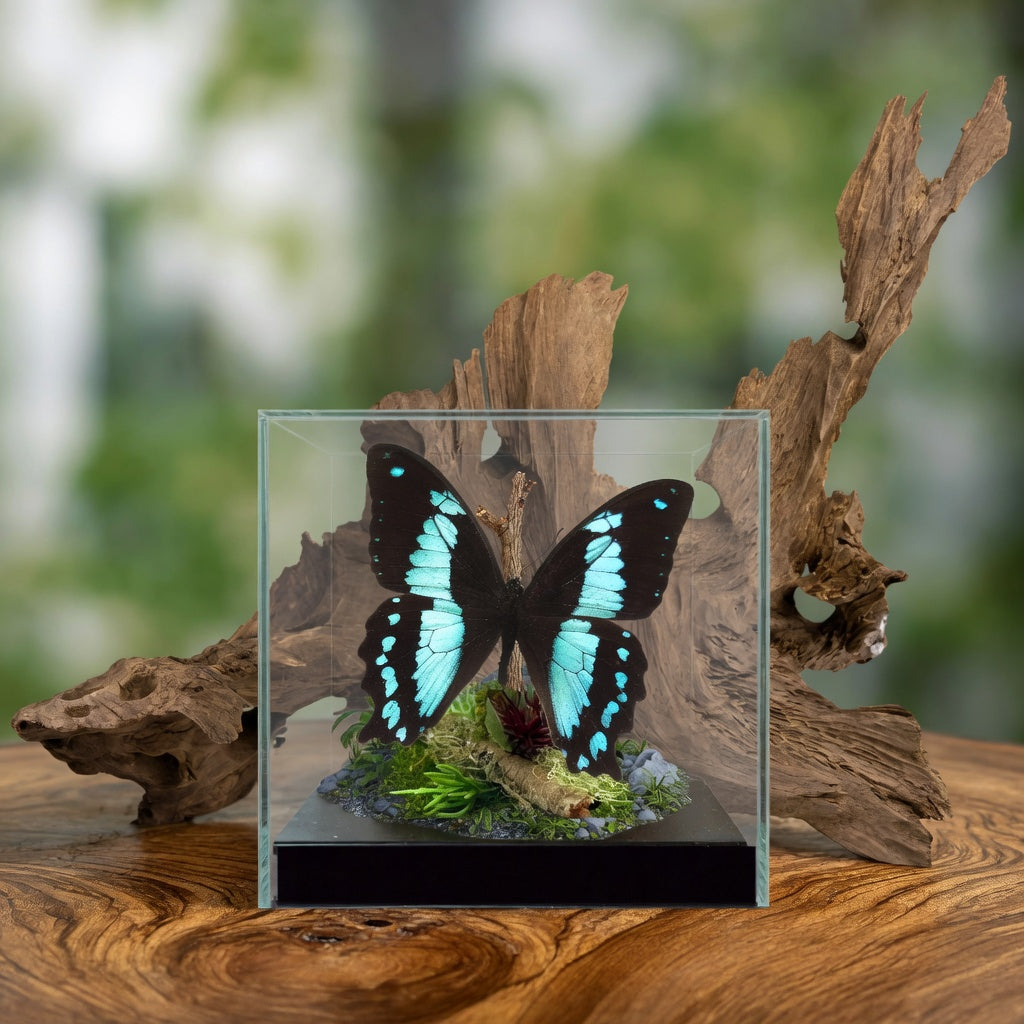 Papilio bromius Butterfly Diorama – 5×5×5 Acrylic Display