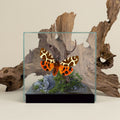 Arctia caja Moth Diorama – 6×6×6 Acrylic Display