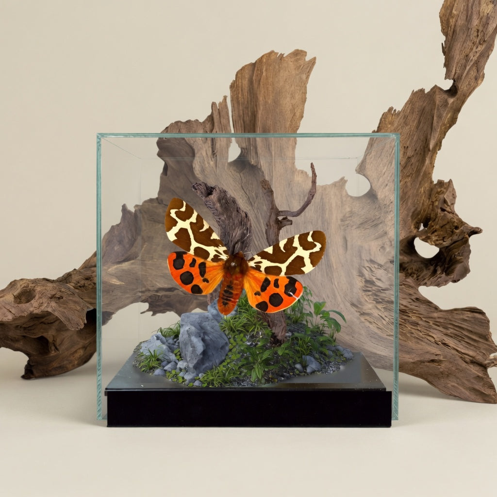 Arctia caja Moth Diorama – 6×6×6 Acrylic Display