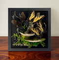 Papilio glaucus Tiger Swallowtail Diorama – Large Natural History Shadowbox Display 11x11x5