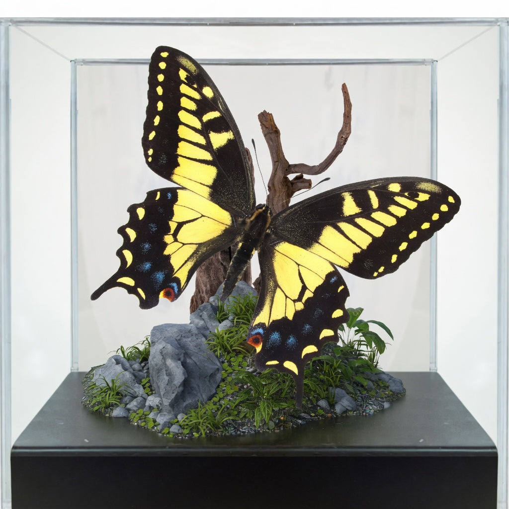 Papilio zelicaon Butterfly Diorama – 6×6×6 Acrylic Display