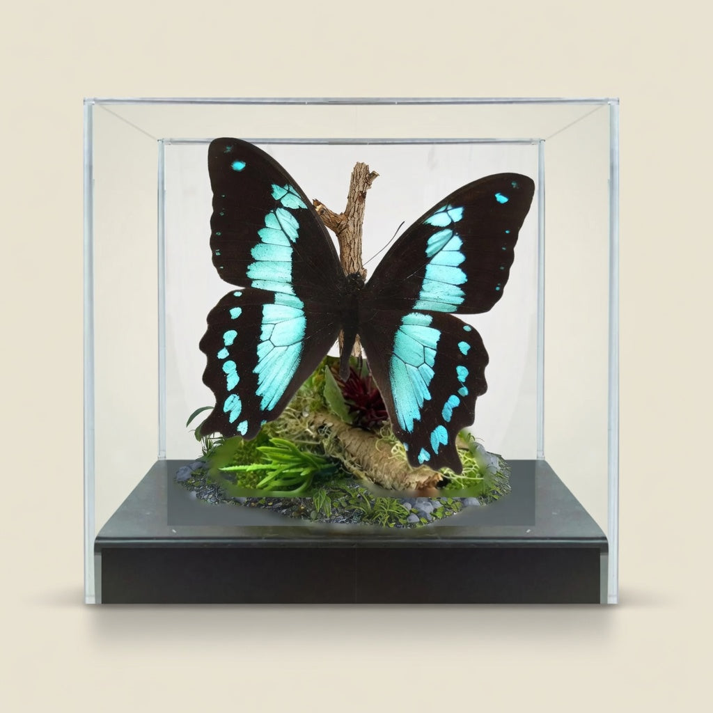 Papilio bromius Butterfly Diorama – 5×5×5 Acrylic Display