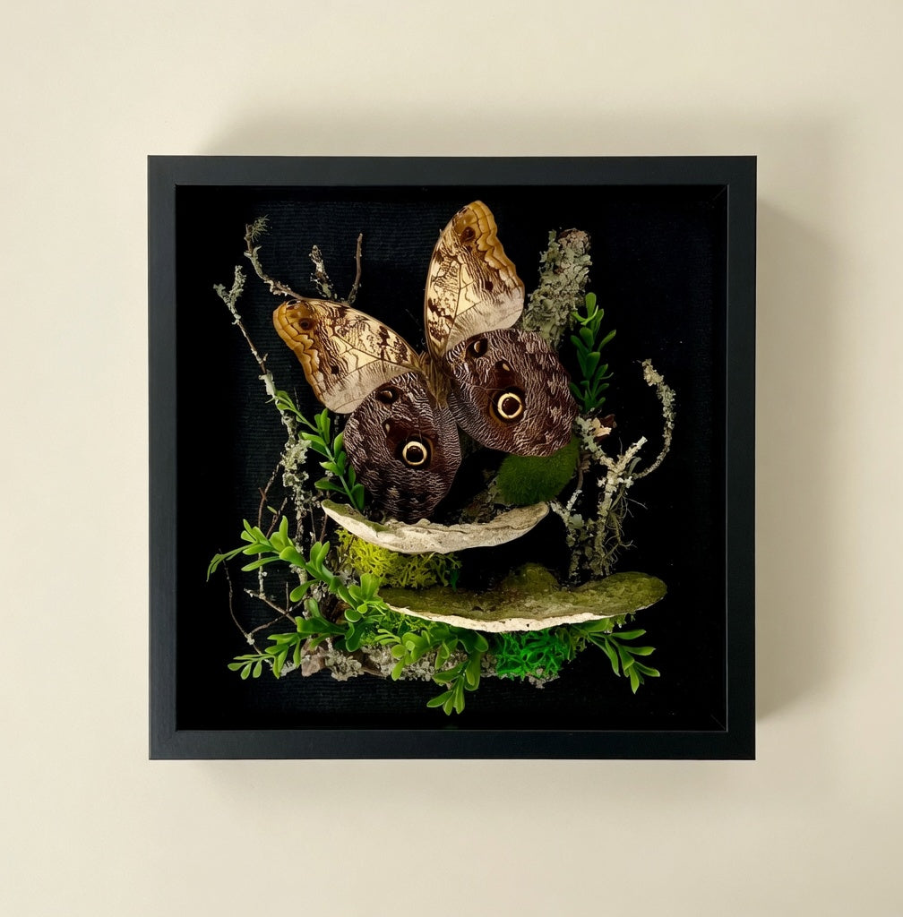 Caligo sp. Owl Butterfly Diorama – Large Natural History Shadowbox Display 11x11x5