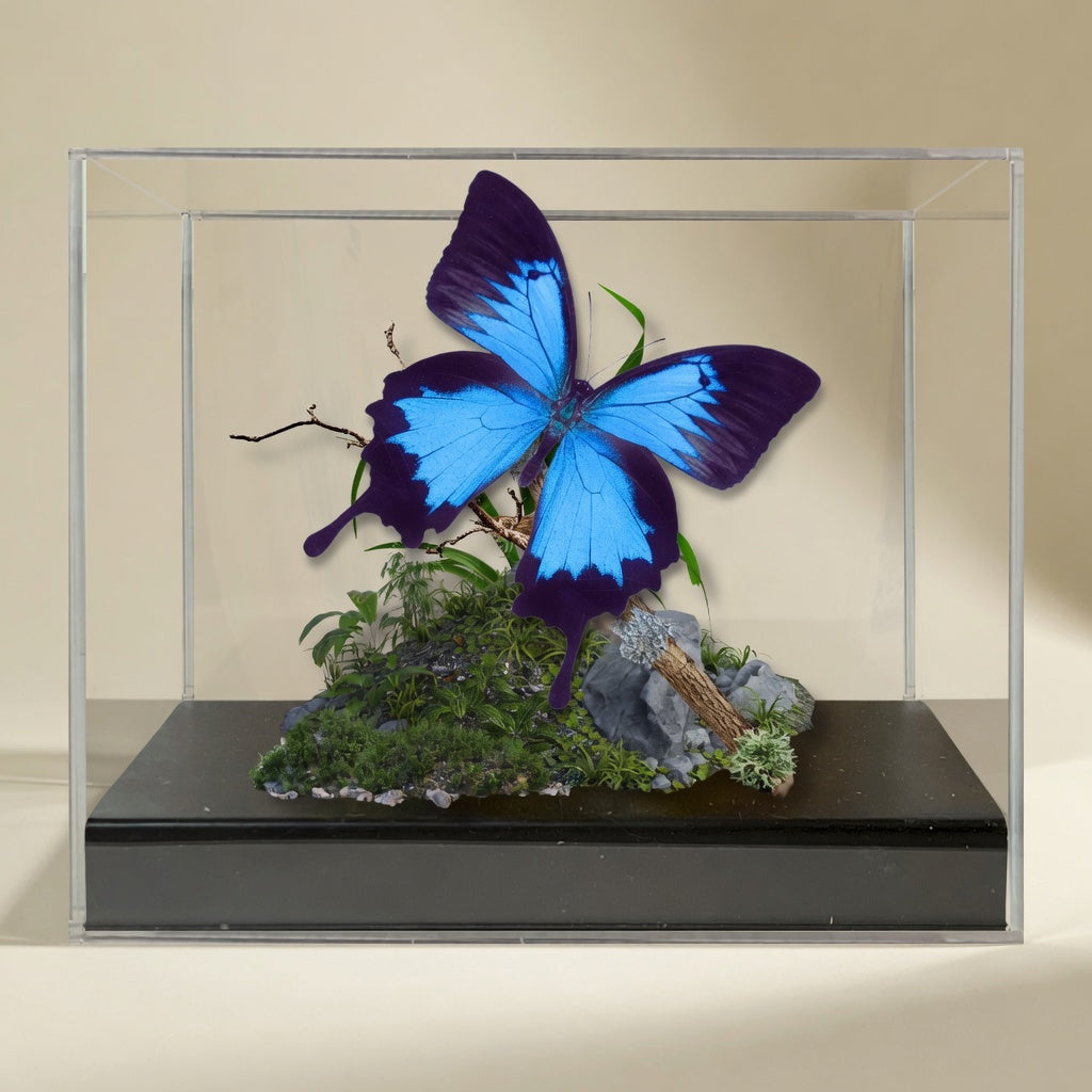 Papilio ulysses Ulysses Butterfly Diorama – Natural History Display 6x8x6 Acrylic