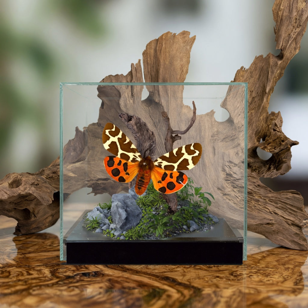 Arctia caja Moth Diorama – 6×6×6 Acrylic Display