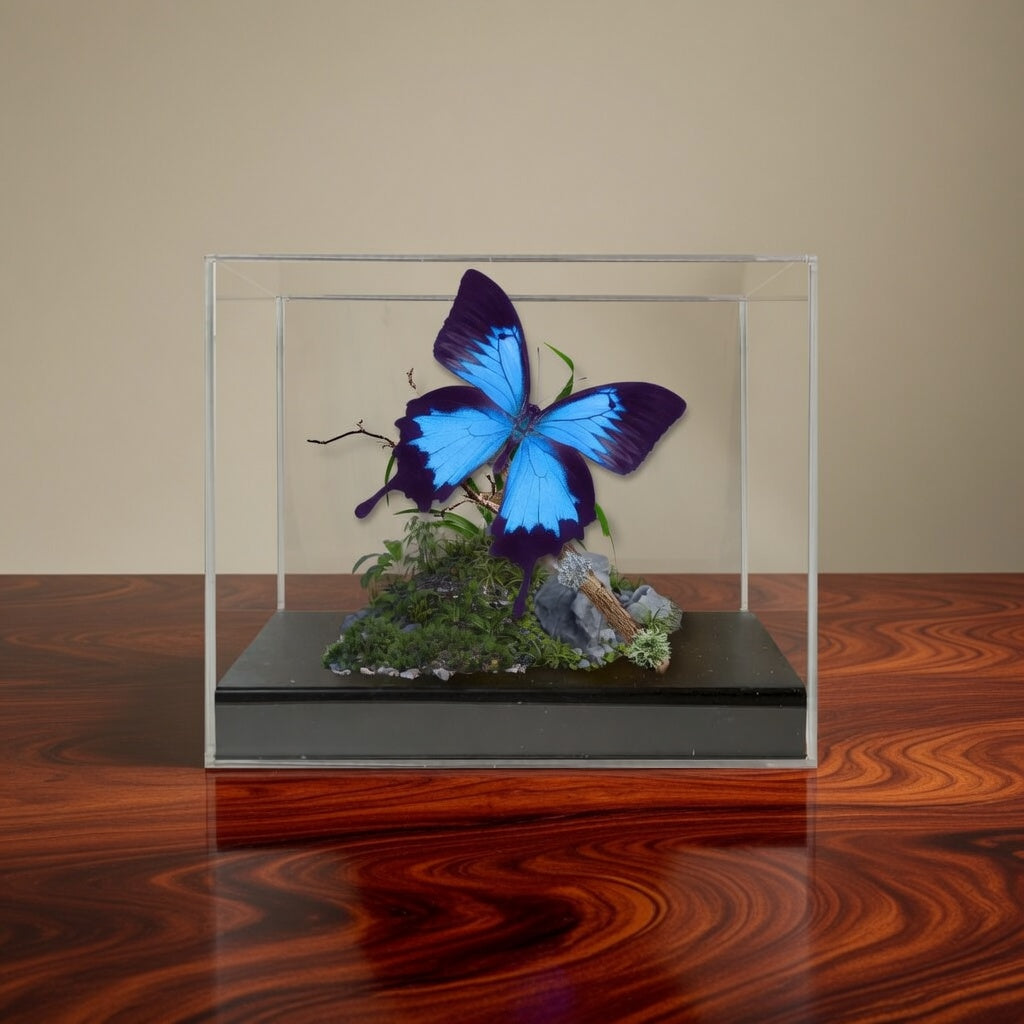 Papilio ulysses Ulysses Butterfly Diorama – Natural History Display 6x8x6 Acrylic