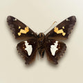 Epargyreus clarus Pinned Specimen – Wings Spread Silver-Spotted Skipper