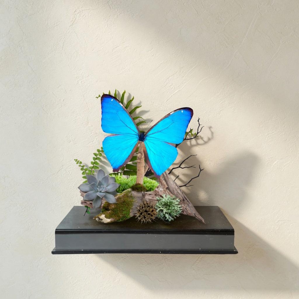 Morpho aega Blue Morpho Butterfly Diorama – Natural History Display 6x8x6 Acrylic