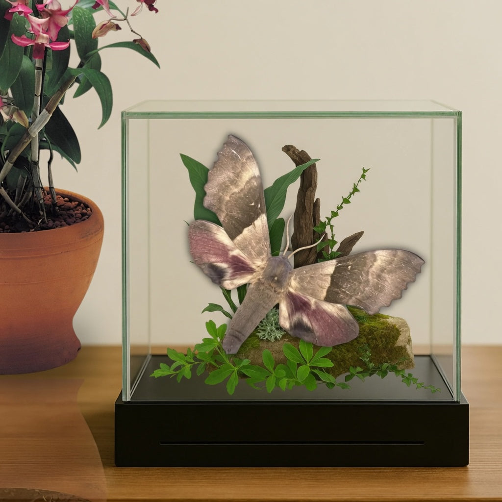 Pachysphinx modesta Moth Diorama – 6×6×6 Acrylic Display
