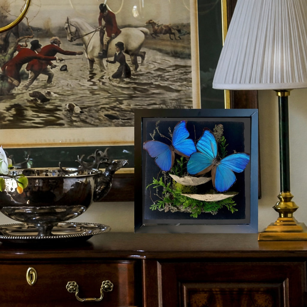 Morpho didius Blue Morpho Diorama – Large Natural History Shadowbox Display (Pair) 11x11x5