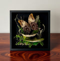 Caligo sp. Owl Butterfly Diorama – Large Natural History Shadowbox Display 11x11x5