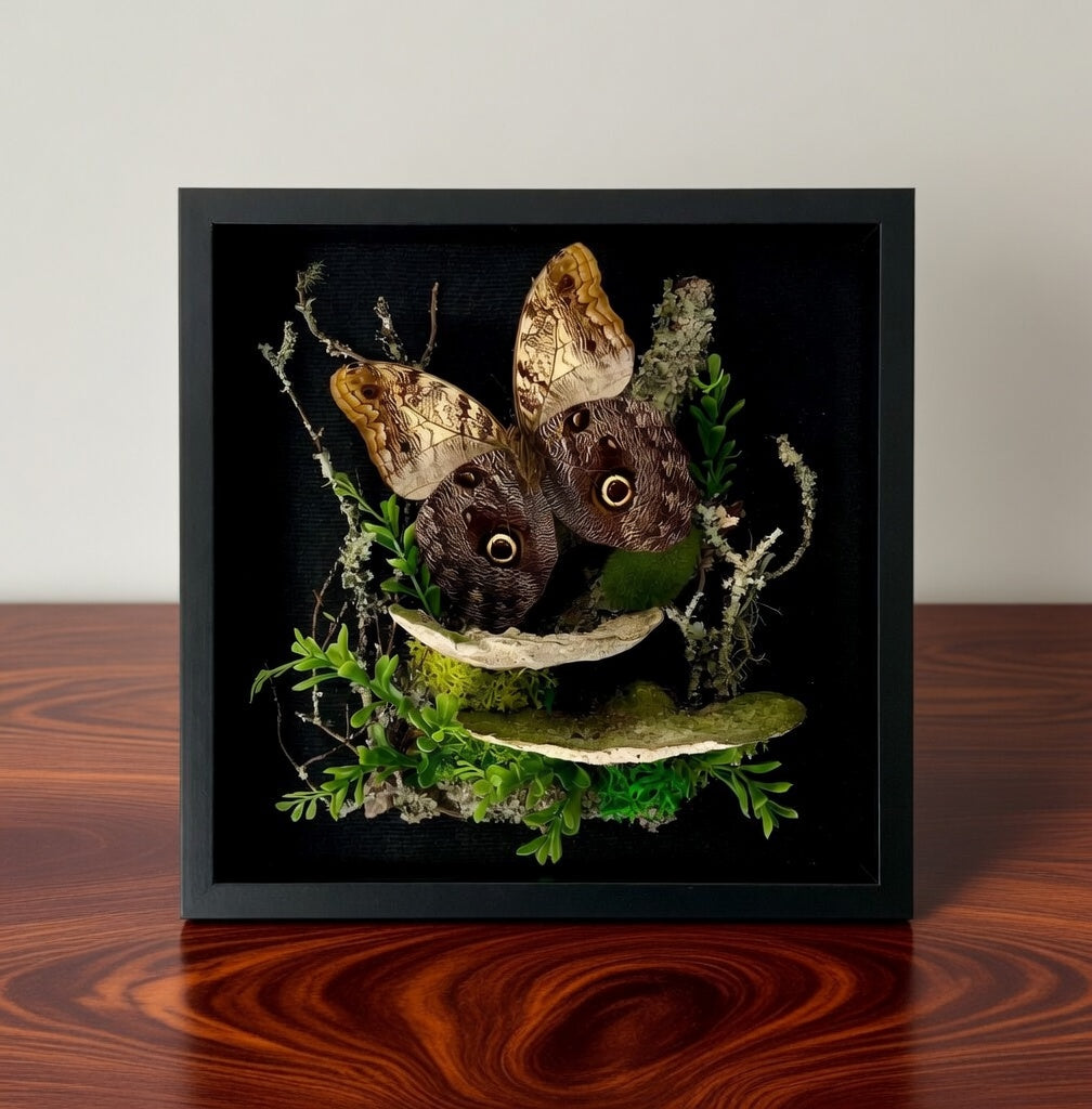 Caligo sp. Owl Butterfly Diorama – Large Natural History Shadowbox Display 11x11x5