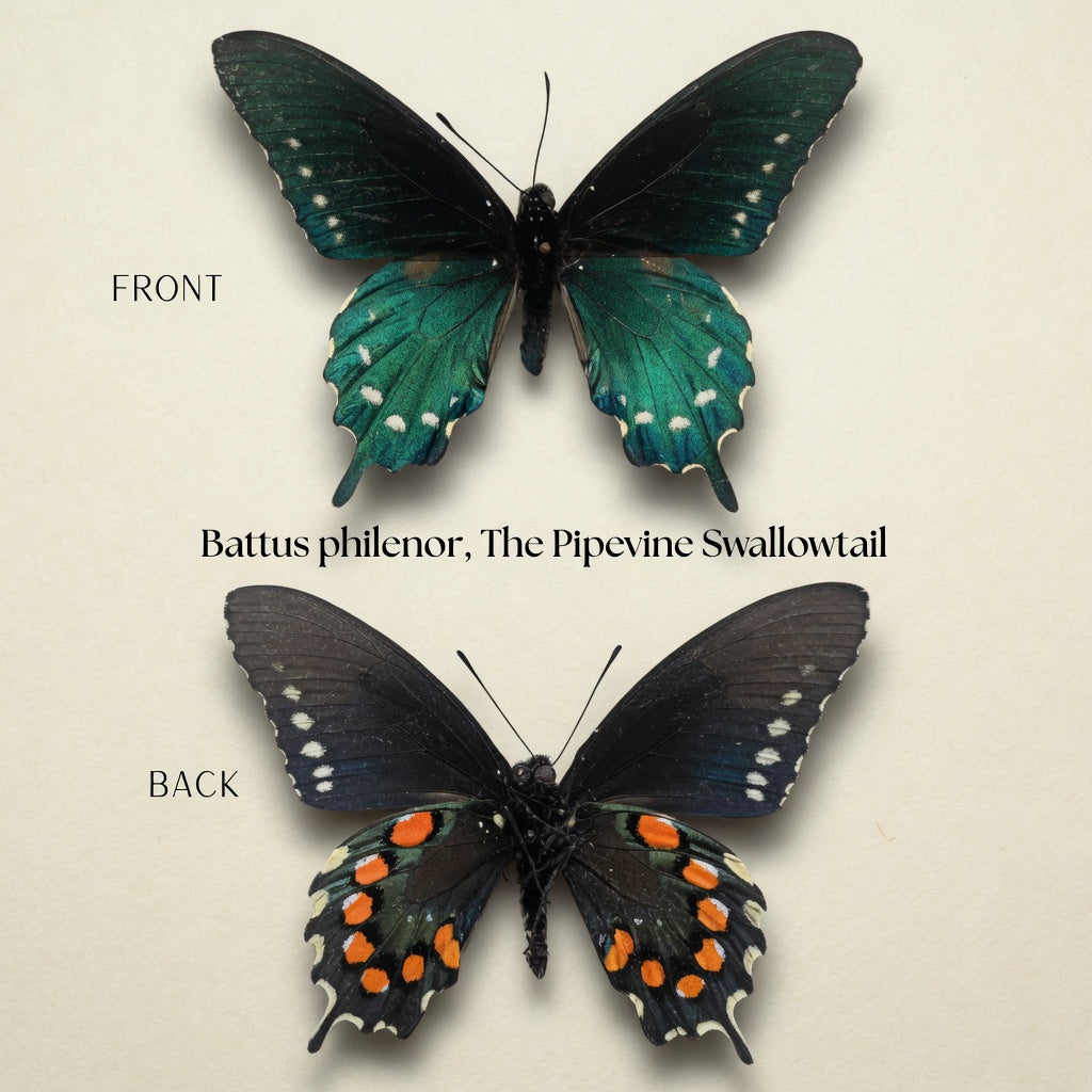 Battus philenor Pinned Specimen – Wings Spread Pipevine Swallowtail Butterfly