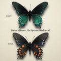 Battus philenor Pinned Specimen – Wings Spread Pipevine Swallowtail Butterfly
