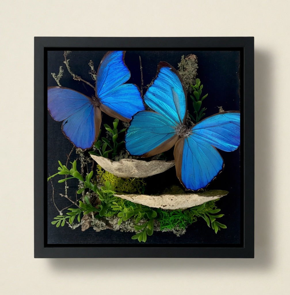 Morpho didius Blue Morpho Diorama – Large Natural History Shadowbox Display (Pair) 11x11x5
