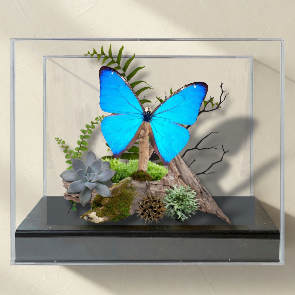 Morpho aega Blue Morpho Butterfly Diorama – Natural History Display 6x8x6 Acrylic