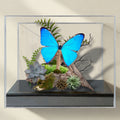 Morpho aega Blue Morpho Butterfly Diorama – Natural History Display 6x8x6 Acrylic