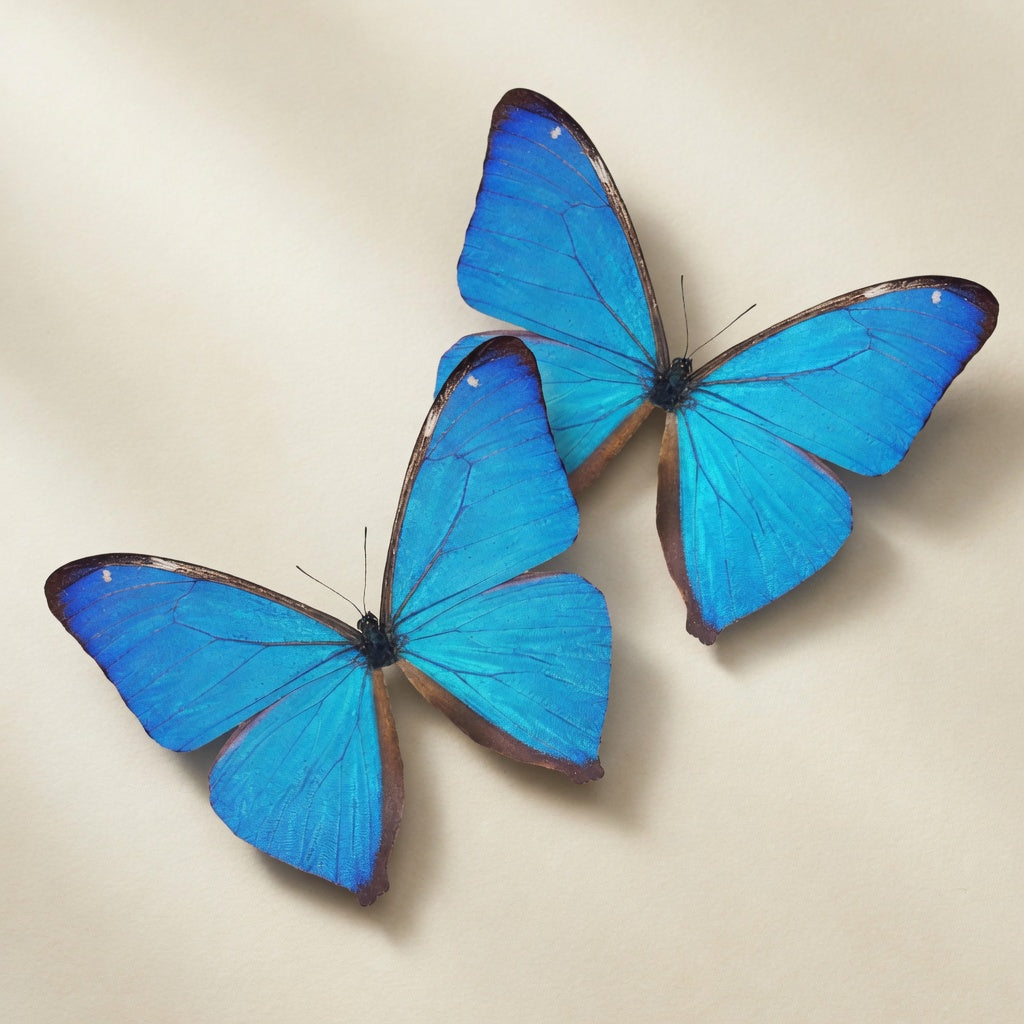 Morpho aega Blue Morpho Butterfly Diorama – Natural History Display 6x8x6 Acrylic