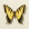 Papilio glaucus Pinned Specimen – Wings Spread Male Eastern Tiger Swallowtail