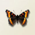 Aglais milberti Pinned Specimen – Wings Spread Milbert’s Tortoiseshell Butterfly