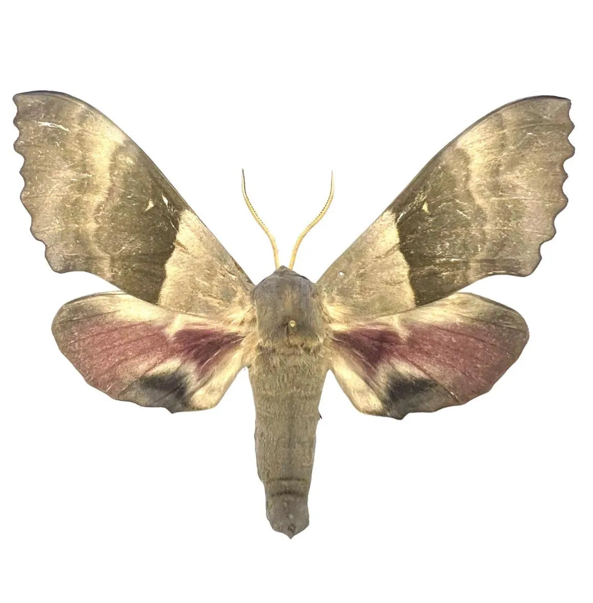 Pachysphinx modesta Moth Diorama – 6×6×6 Acrylic Display