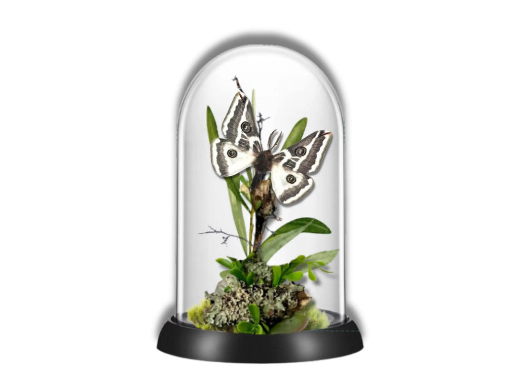Agapema anona White Saturniid Moth Cloche Dome Diorama – Natural History Display 6x4 Acrylic