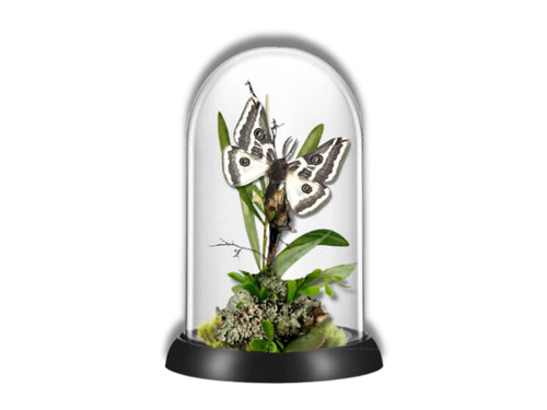 Agapema anona White Saturniid Moth Cloche Dome Diorama – Natural History Display 6x4 Acrylic