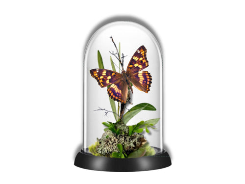 Apatura ilia Purple Emperor Butterfly Cloche Dome Diorama – Natural History Display 6x4 Acrylic