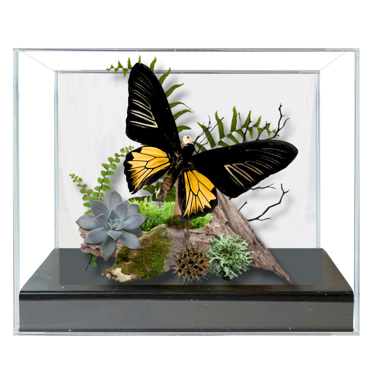 Troides rhadamantus Golden Birdwing Butterfly Diorama – Natural History Display 6x8x6 Acrylic