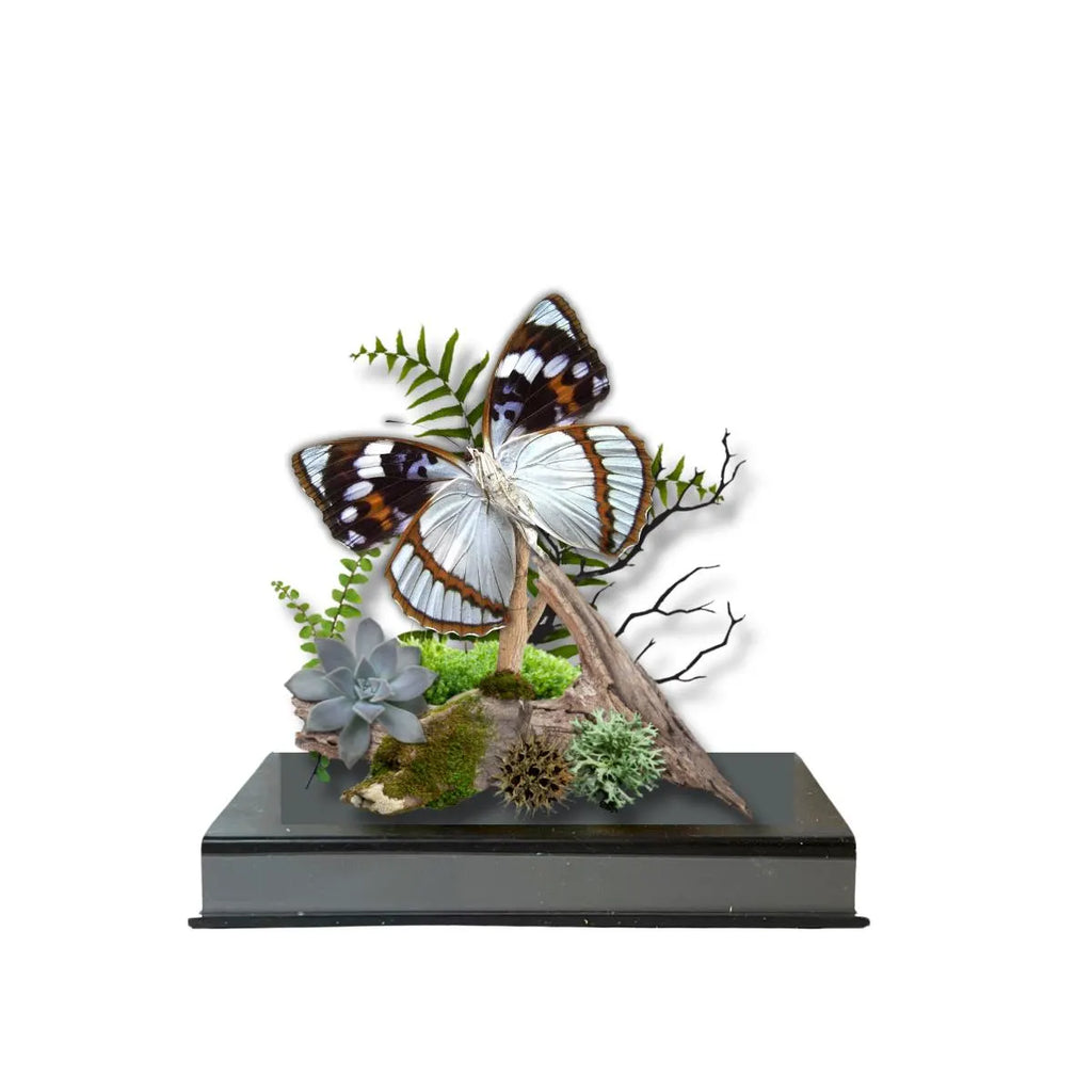 Mimathyma schrenckii Schrenck’s Emperor Butterfly Diorama – Natural History Display 6x8x6 Acrylic