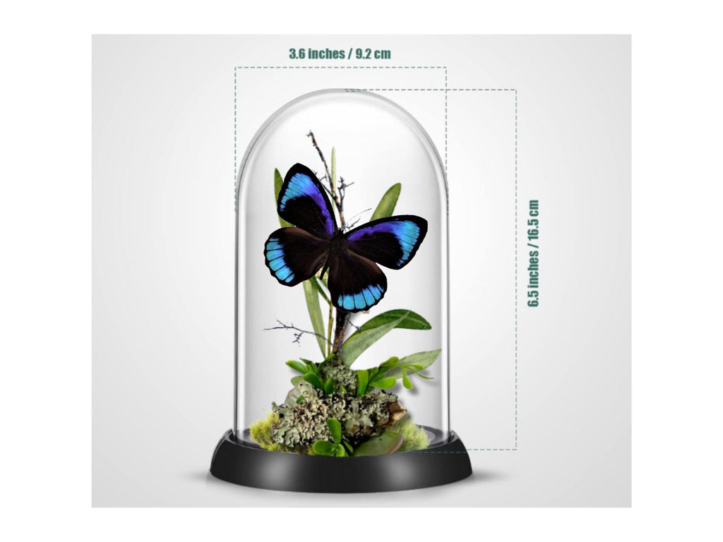 Eunica eurota Iridescent Eunica Butterfly Cloche Dome Diorama – Natural History Display 6x4 Acrylic