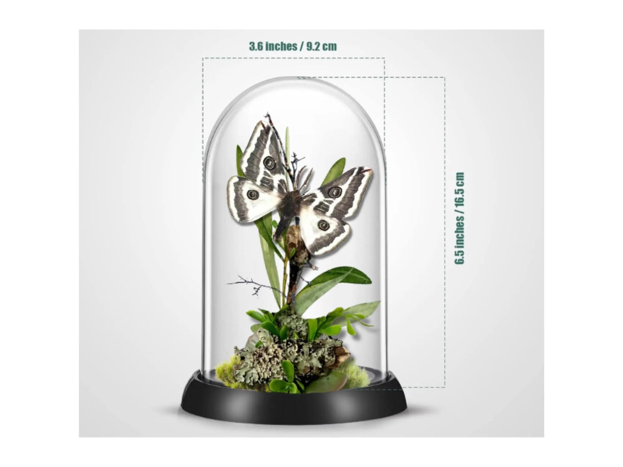 Agapema anona White Saturniid Moth Cloche Dome Diorama – Natural History Display 6x4 Acrylic