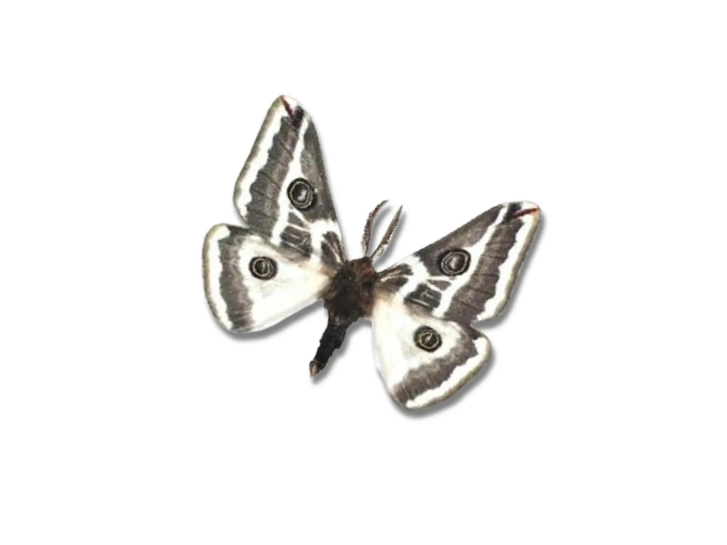 Agapema anona White Saturniid Moth Cloche Dome Diorama – Natural History Display 6x4 Acrylic