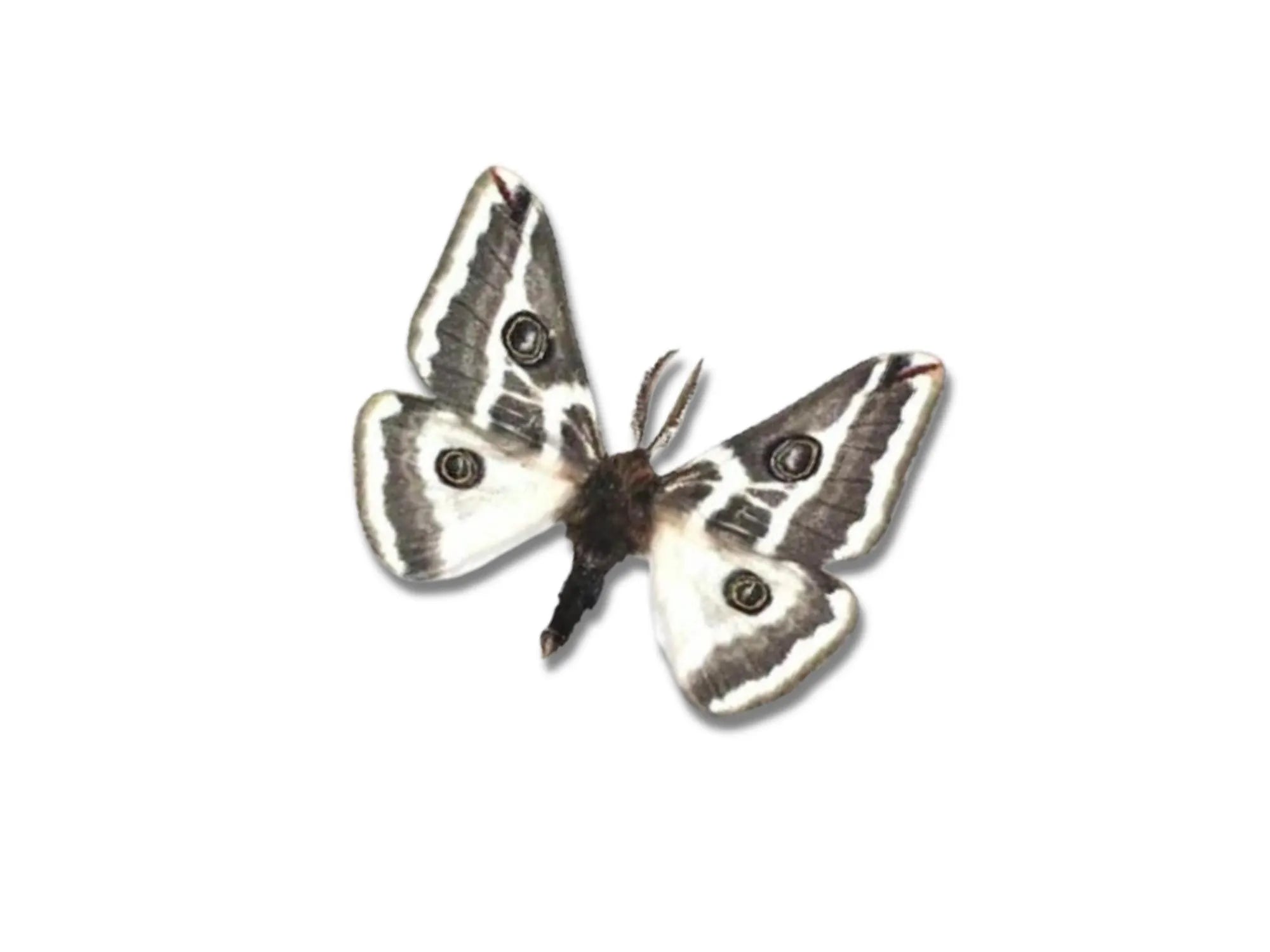 Agapema anona White Saturniid Moth Cloche Dome Diorama – Natural History Display 6x4 Acrylic