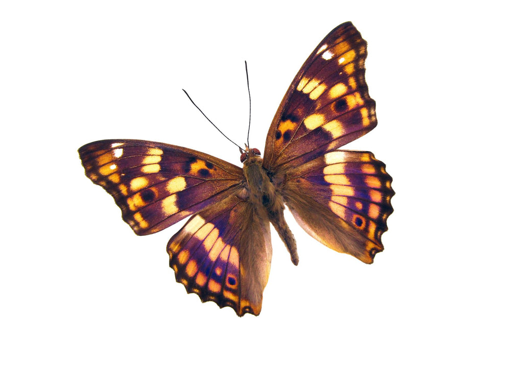 Apatura ilia Purple Emperor Butterfly Cloche Dome Diorama – Natural History Display 6x4 Acrylic