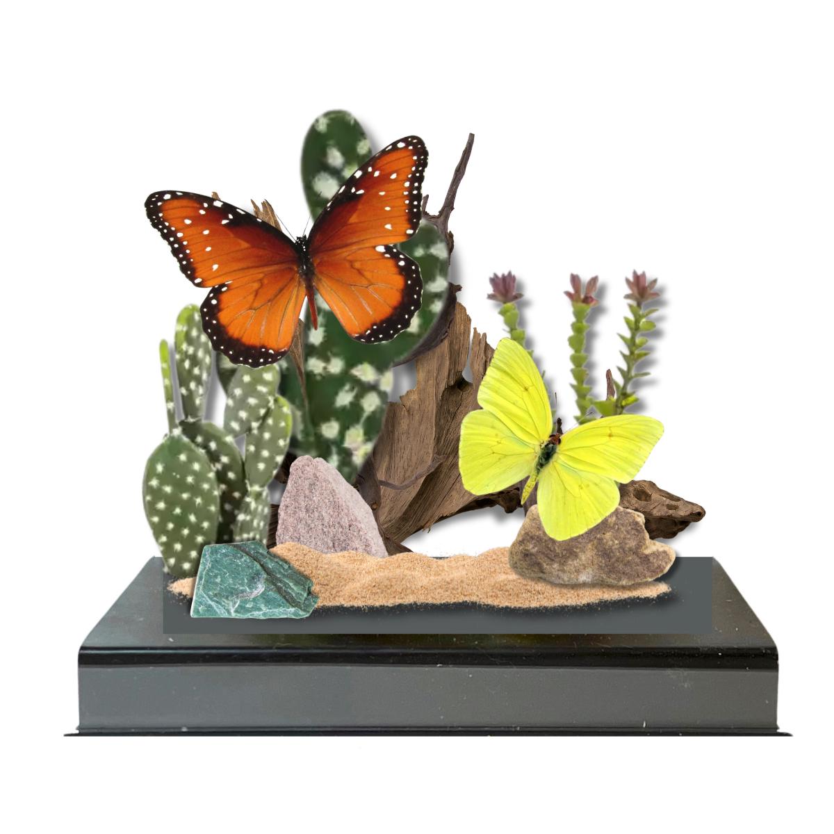 Danaus gilippus & Phoebis sennae Desert Butterfly Diorama – Natural History Display 6x8x6 Acrylic