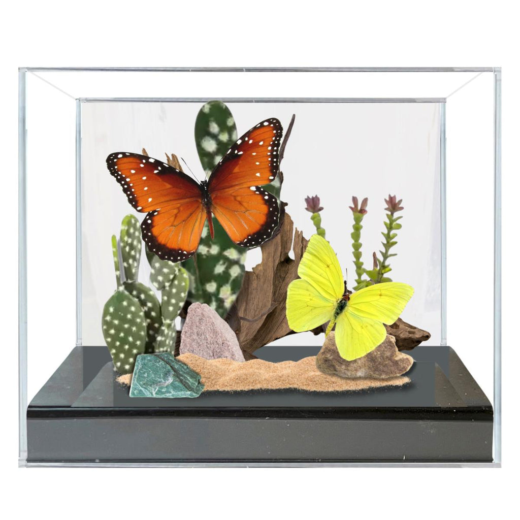 Danaus gilippus & Phoebis sennae Desert Butterfly Diorama – Natural History Display 6x8x6 Acrylic