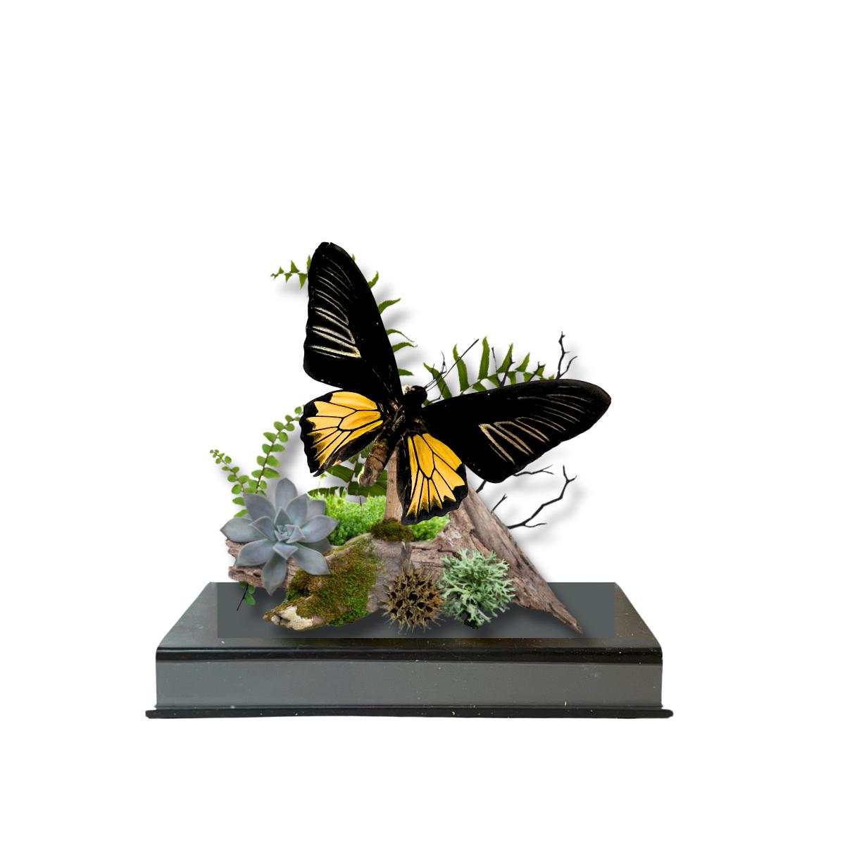 Troides rhadamantus Golden Birdwing Butterfly Diorama – Natural History Display 6x8x6 Acrylic
