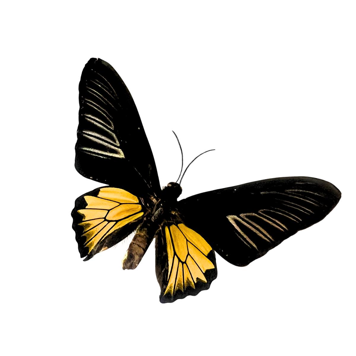 Troides rhadamantus Golden Birdwing Butterfly Diorama – Natural History Display 6x8x6 Acrylic